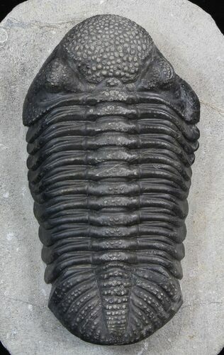 Drotops Trilobite - Top Quality Specimen #39384